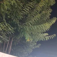 پلاک های مسکونی  باغی کلنگی ویژه مبین بالو|فروش زمین و ملک کلنگی|گوراب زرمیخ, |دیوار