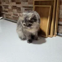 گربه پرشین|گربه|بندرعباس, |دیوار