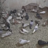 کبوتر|پرنده|رامند, |دیوار