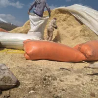 ۲۰ گونی کاه گندم