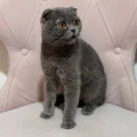 گربه اصیل اسکاتیش بلو