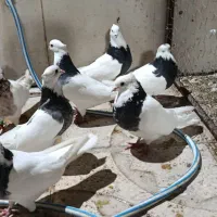 طوقی|پرنده|سرپل ذهاب, |دیوار