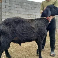 قوچ افشار جوان