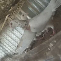 کفتر سار کله هما شازده کجکلک کاکلی