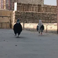 کفتر پرشی|پرنده|یزد, |دیوار