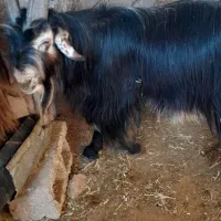 ا عدد دوبر روزگاری ...