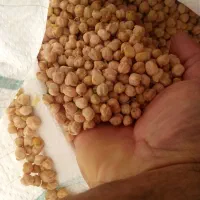 نخود امسال فراهان