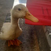 معاوضه ی یک اردک با یک مرغ