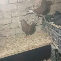 کبوتر|پرنده|محمدیار, |دیوار