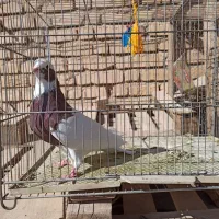 طوق سرخ|پرنده|طسوج, |دیوار