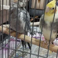 عروس هلندی مولد