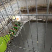 فروش یک عدد عروس هلندی نر سخنگو|پرنده|چهاردانگه (تهران), |دیوار