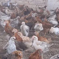 جوجه مرغ وخروس محلی رسمی ۴۵روزه واقع درورامین