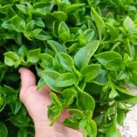 قلمه گل یخ مفت یکجا