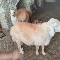 فروش بره قوچی