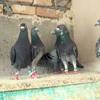 ۹تا کفتر شهرستانی