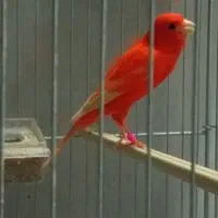 قناری|پرنده|اردبیل, |دیوار