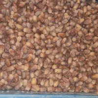 قصب اجیل و چایی و تغذیه