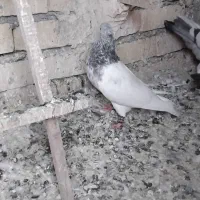 کفتر