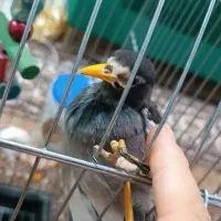 مینا|پرنده|مشهد, کارمندان دوم|دیوار