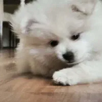 سگ پامر(توله)|سگ|همدان, |دیوار