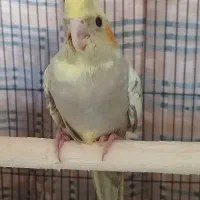 جوجه عروس هلندی و تعدادی جفت