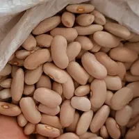 لوبیا کرم