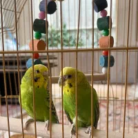 پرنده مرغ عشق