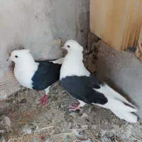 جفت دوکت سیاه