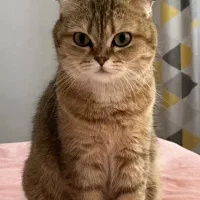 گربه اسکاتیش