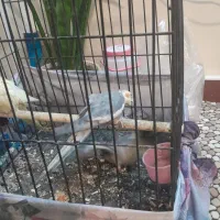 یه جفت طوطی مولد با جوجه سخنگو شش کلام|پرنده|تهران, جوادیه تهرانپارس|دیوار