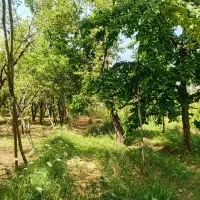 400 متر زمین باغی