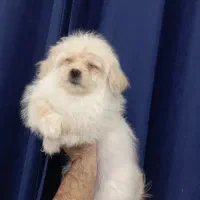 سگ پامراین میکس|سگ|فردیس, فردیس|دیوار