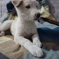 سگ بازی گوش|سگ|حمیدیا, |دیوار