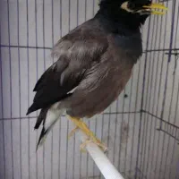 مرغ مینا سخنگو|پرنده|رشت, پیرسرا|دیوار