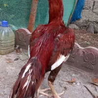 مرغ لاری مادر و جوجه