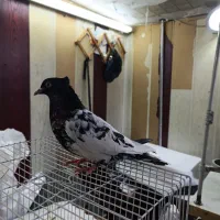 یک جفت کله سیاه  و سینه سیاه