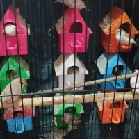فنچ