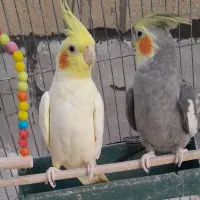 عروس هلندی