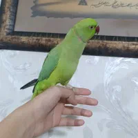 طوطی ملنگو سخنگو