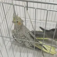 عروس هلندی دستی|پرنده|شهرضا, |دیوار