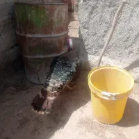 دوجفت بوقلمون