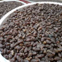 خرمای امسال بسته بندی شده گنتار مهخلیلی شکر گنتار