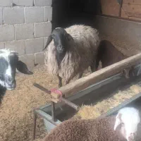 میش وبره