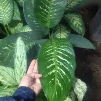 فروش گل و گیاه زینتی و آپارتمانی|گل و گیاه طبیعی|بیرجند, |دیوار