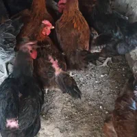 30 تامرغ تخم گزار