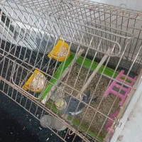 عروس هلندی تخمکرده اماده|پرنده|کاشان, ملا حبیبالله شریف|دیوار