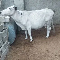 گاو وگوسالع