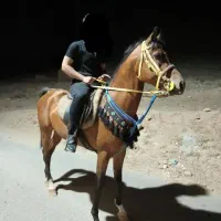 نریان عرب یکسر