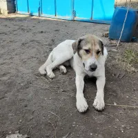 معاوضه این سگ ها